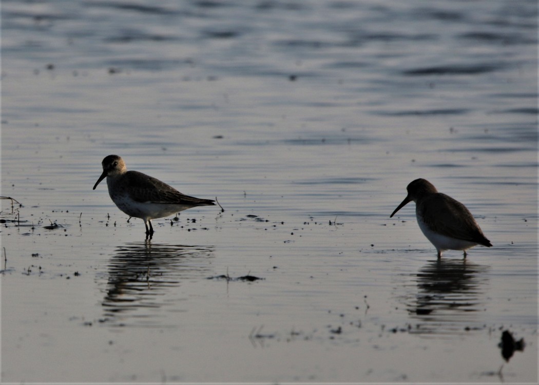 Dunlin