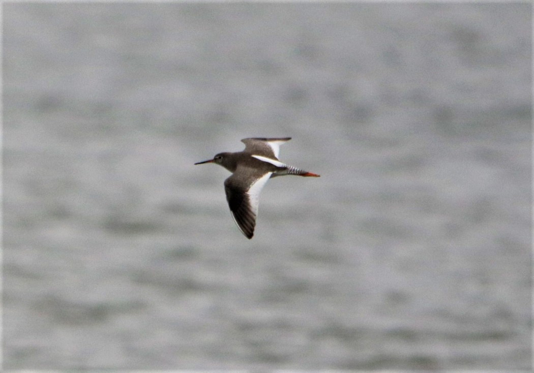 Common Redshank