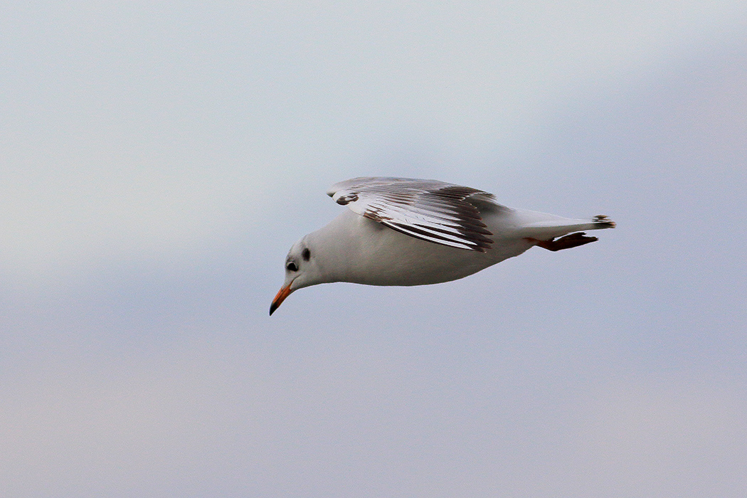 Black-headed Gull