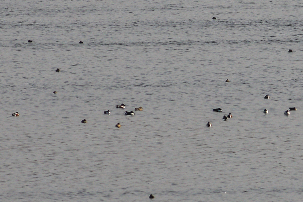 Northern Shoveler