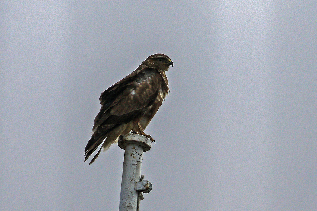 Common Buzzard