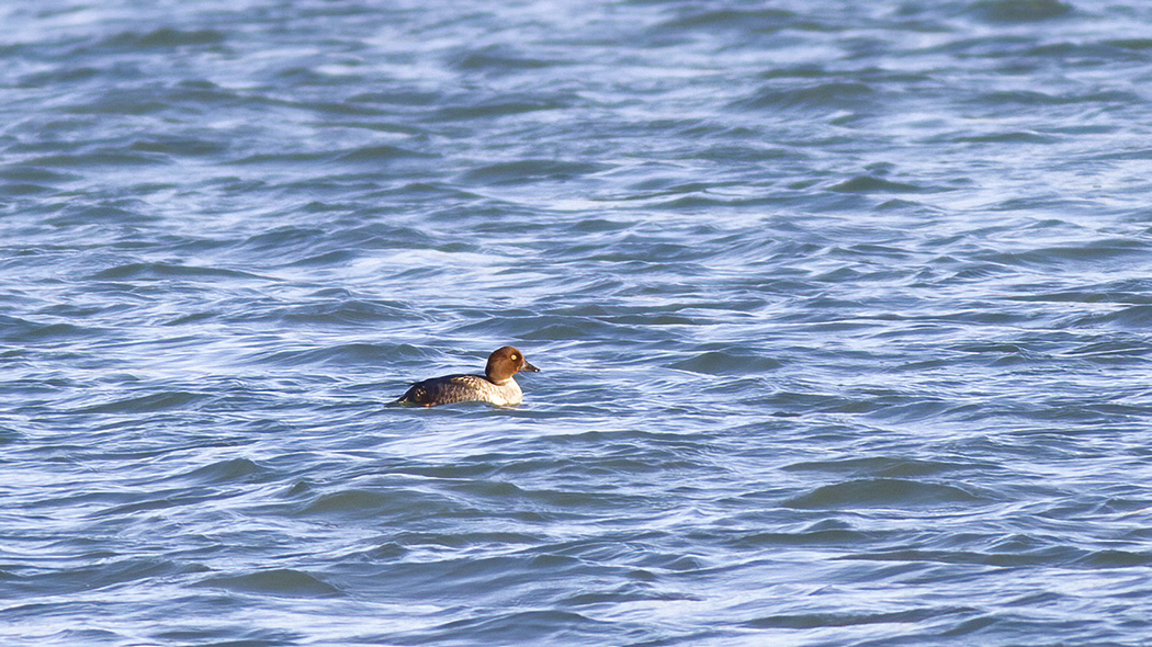 Common Goldeneye