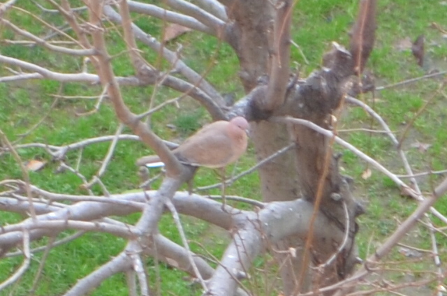 Laughing Dove
