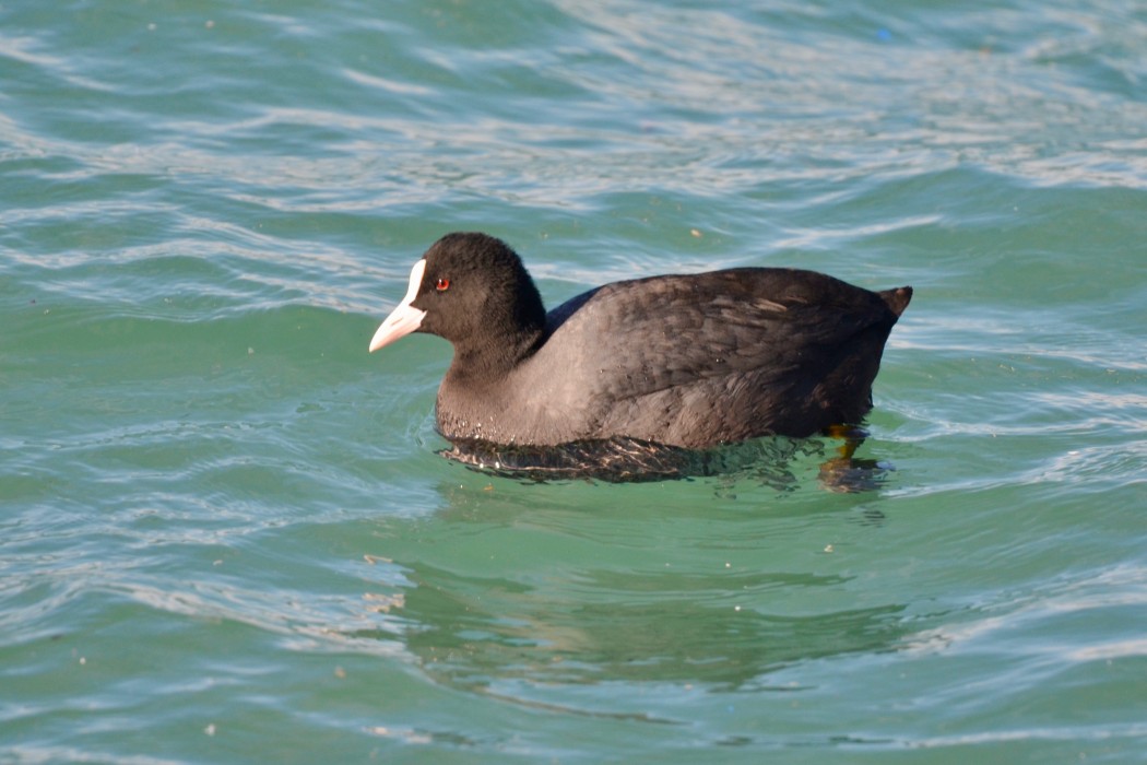Eurasian Coot