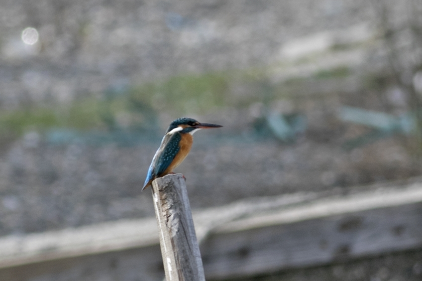 Common Kingfisher