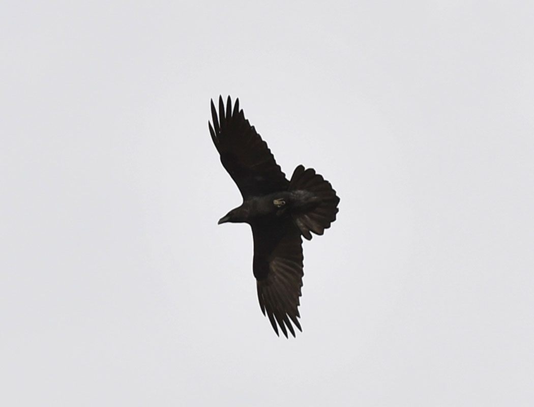 Northern Raven