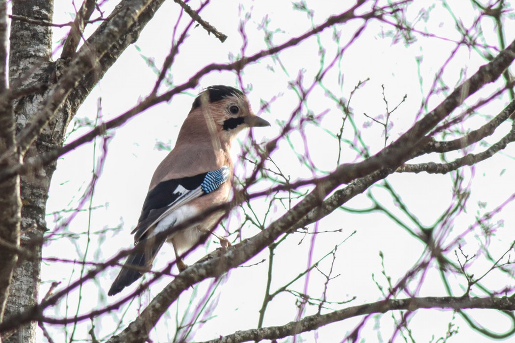 Eurasian Jay