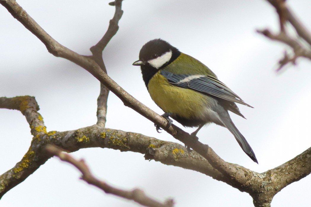 Great Tit