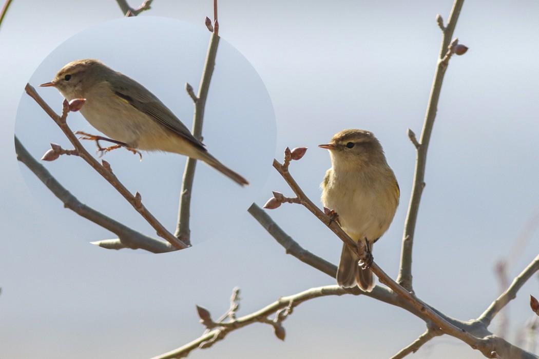Common Chiffchaff