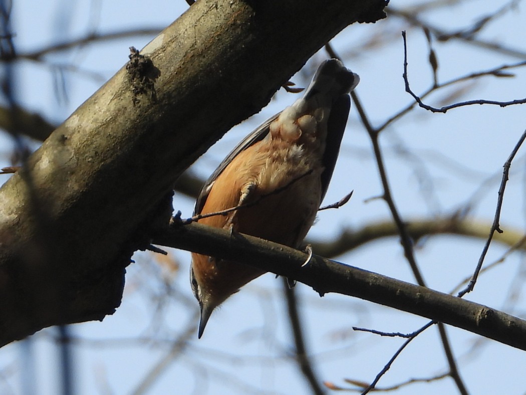 Eurasian Nuthatch