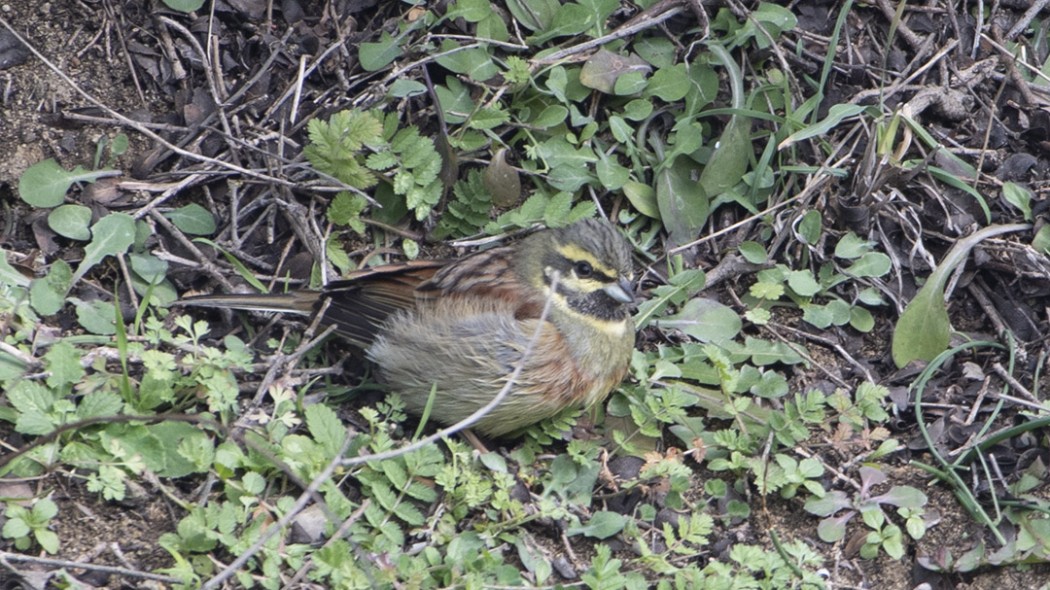 Cirl Bunting