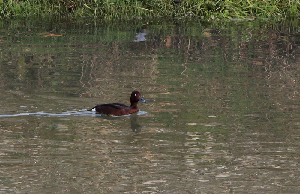 Ferruginous Duck