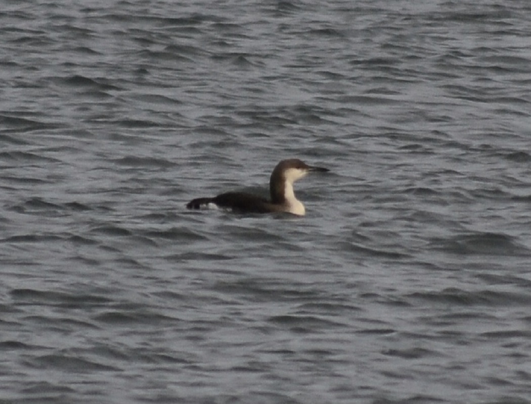 Black-throated Loon