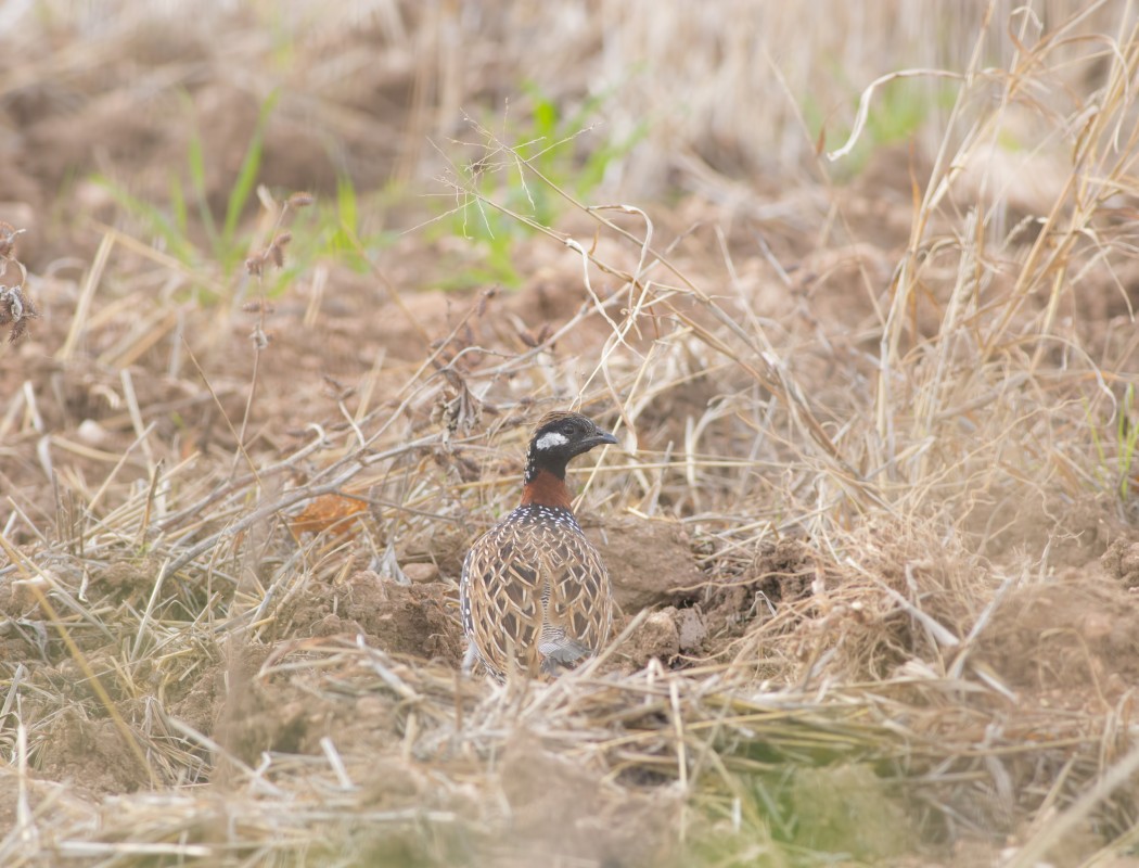 Black Francolin