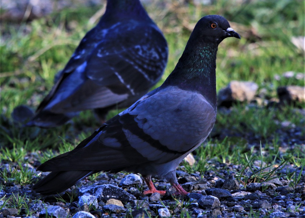 Rock Dove