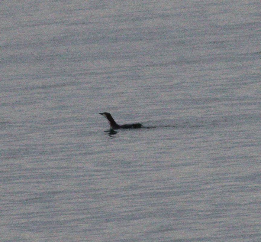 Black-throated Loon