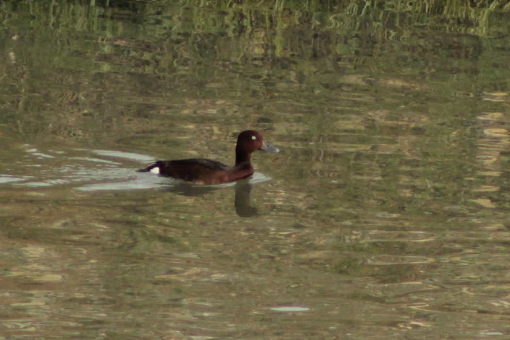 Ferruginous Duck