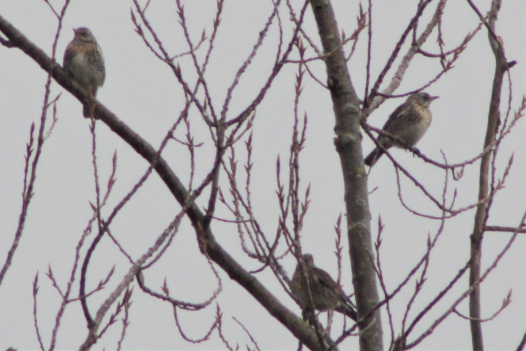 Fieldfare