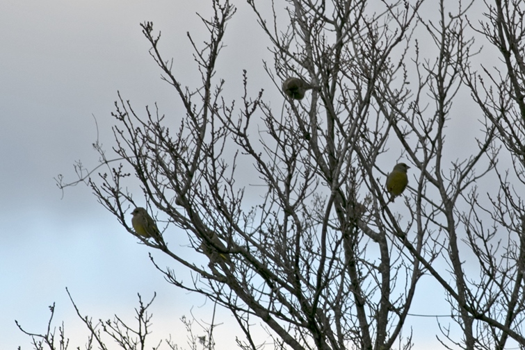 European Greenfinch
