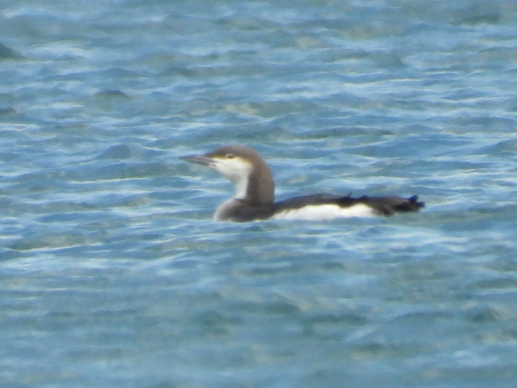 Black-throated Loon