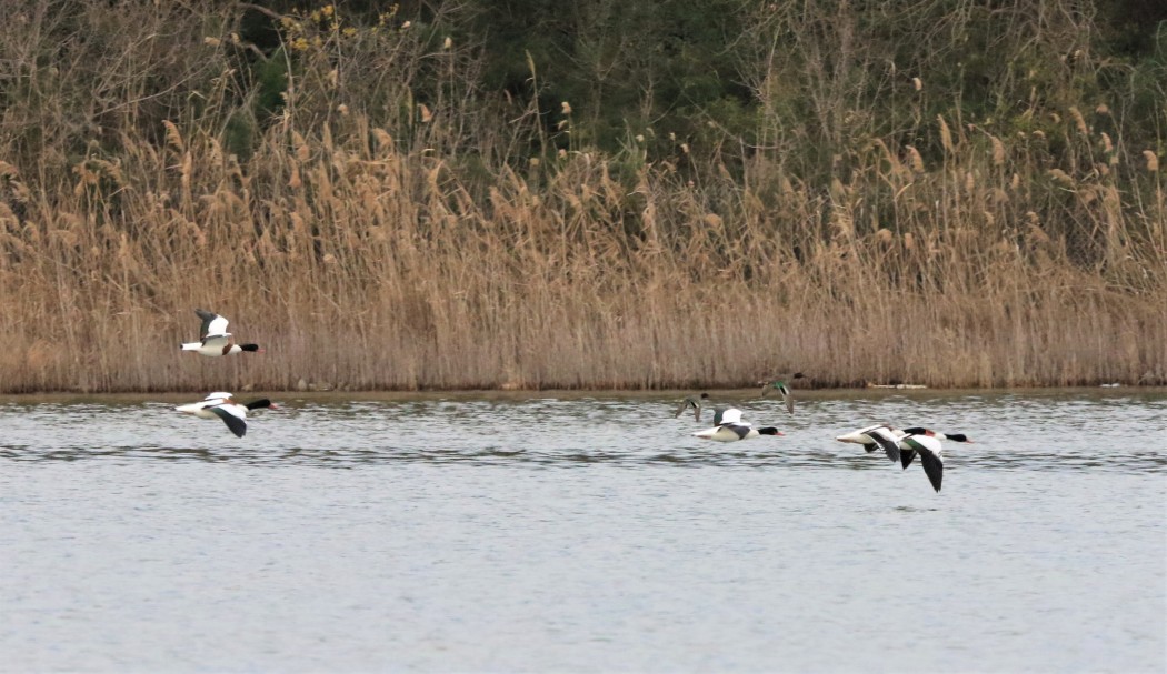 Common Shelduck