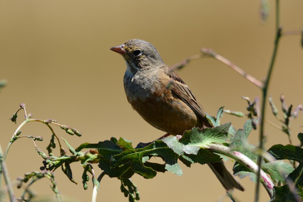 Ortolan Bunting
