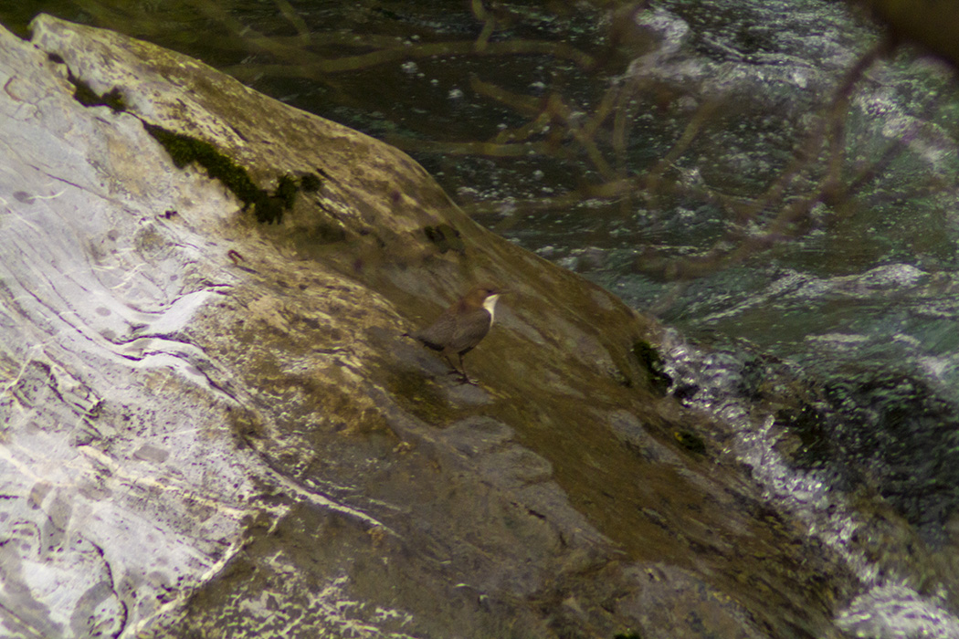 White-throated Dipper