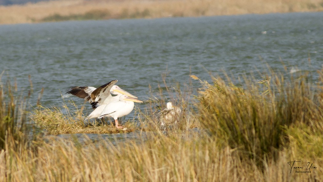 Great White Pelican