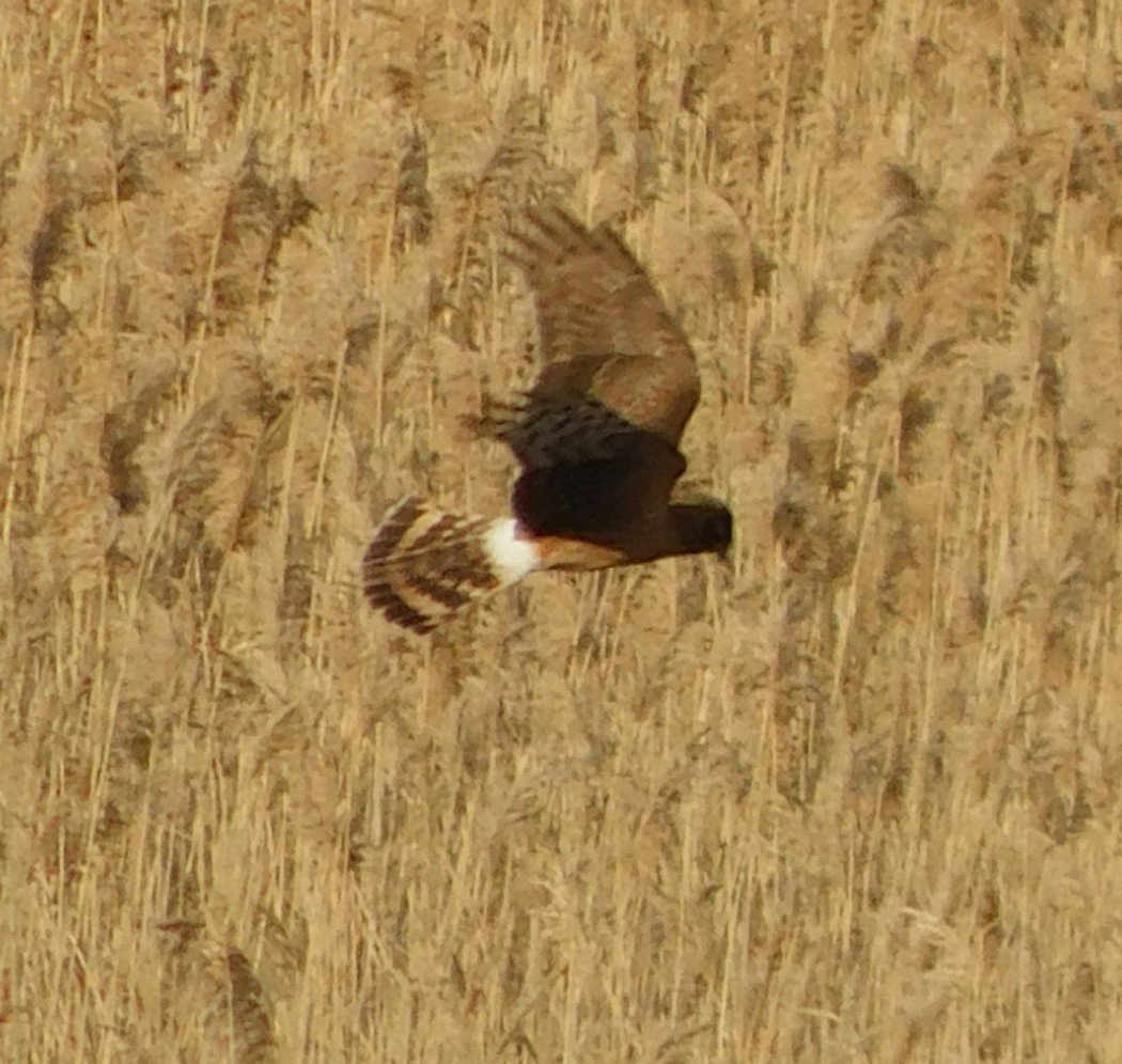 Hen Harrier