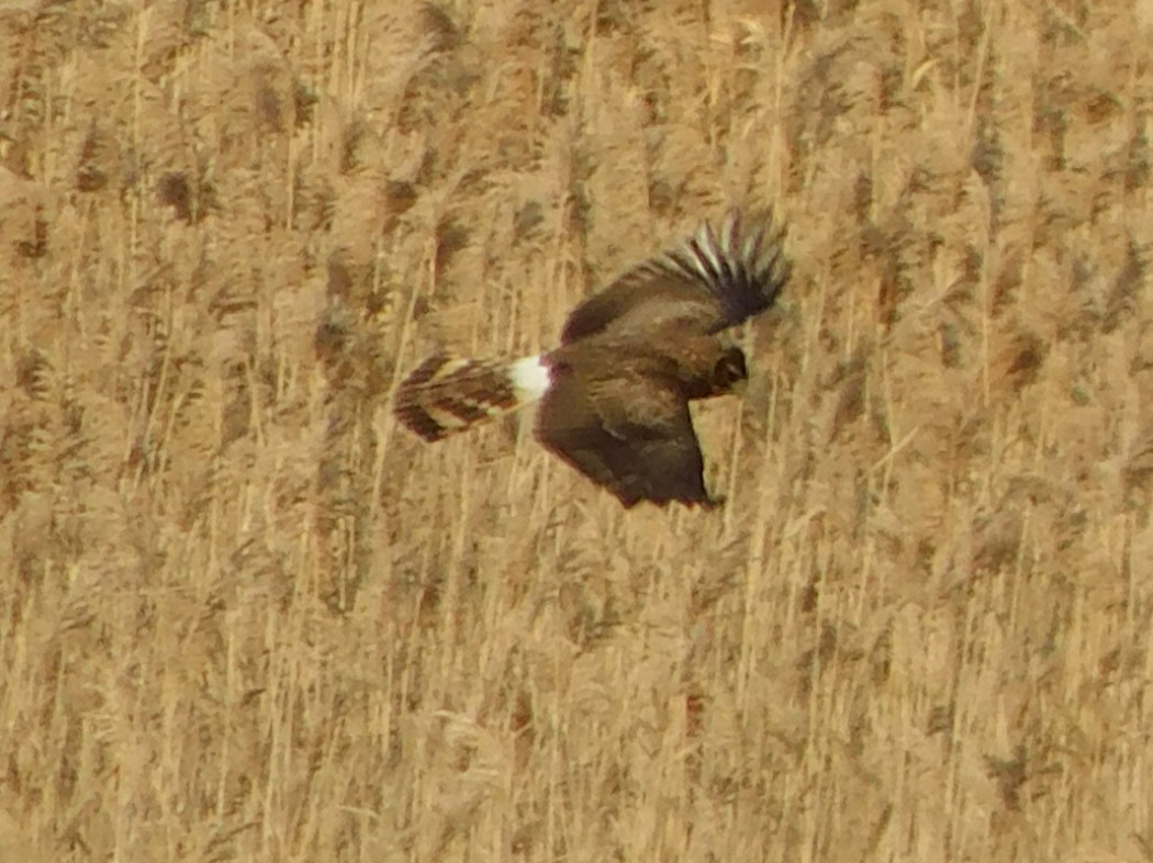 Hen Harrier