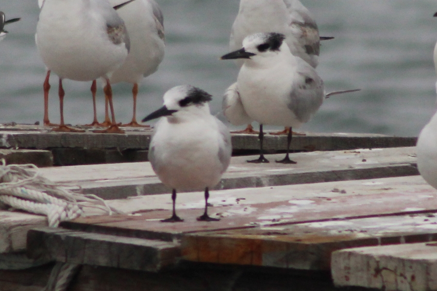 Sandwich Tern