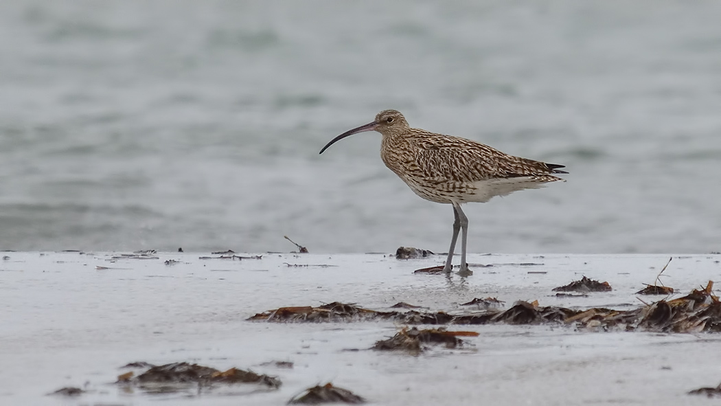 Eurasian Curlew