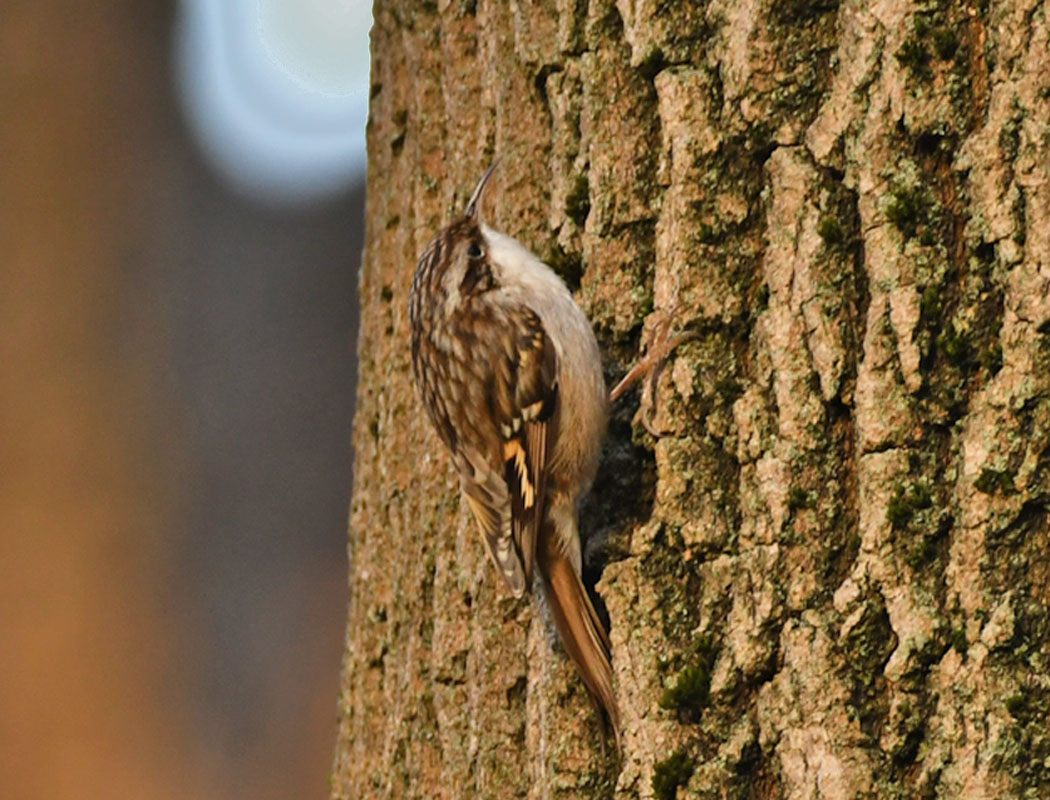Short-toed Treecreeper