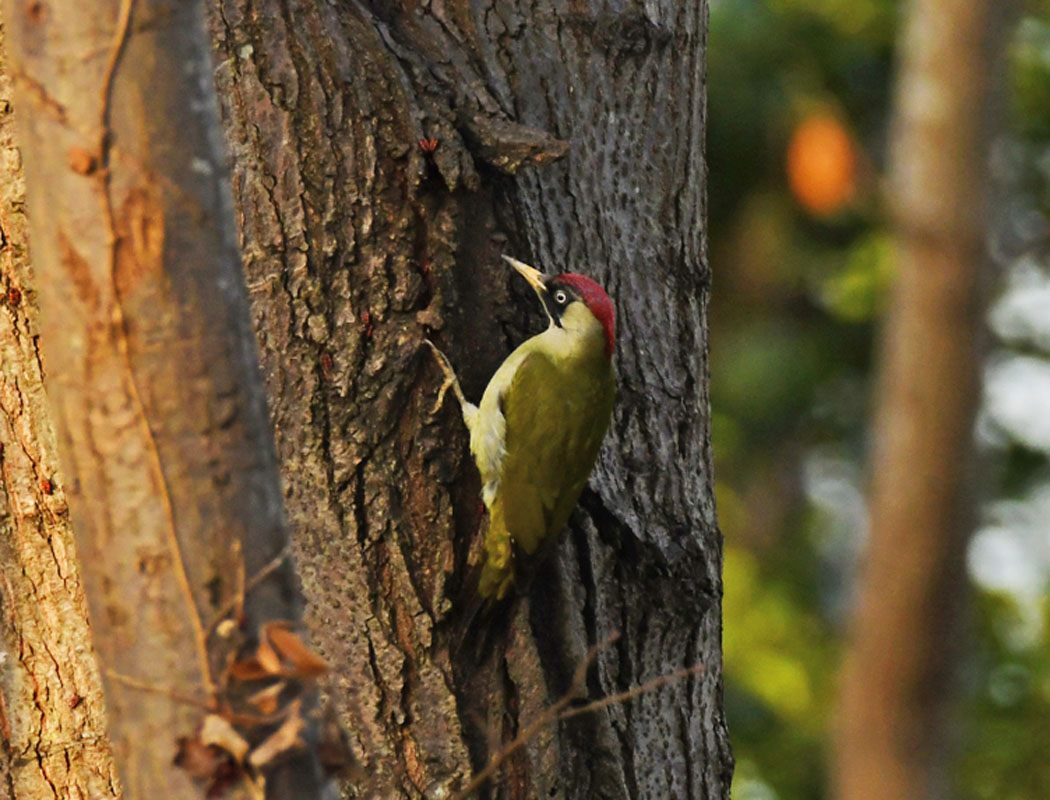 European Green Woodpecker