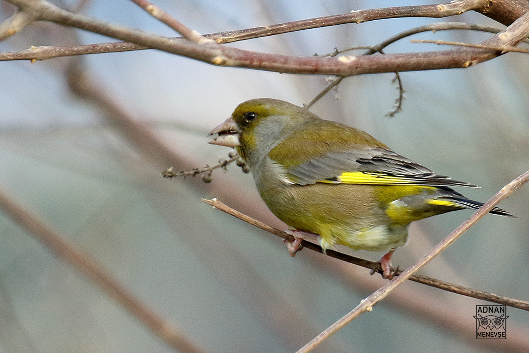 European Greenfinch