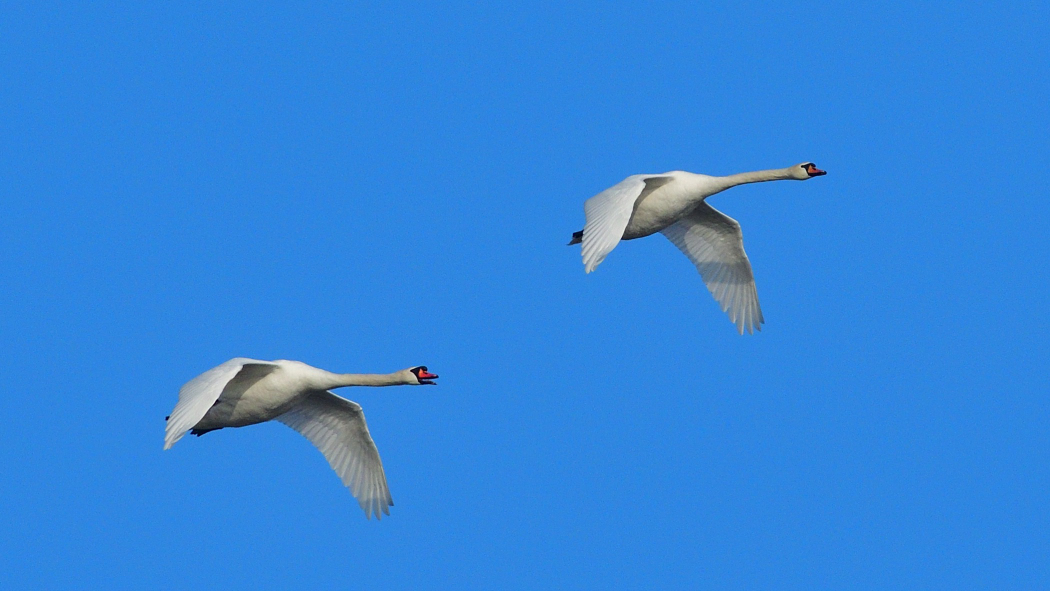 Mute Swan