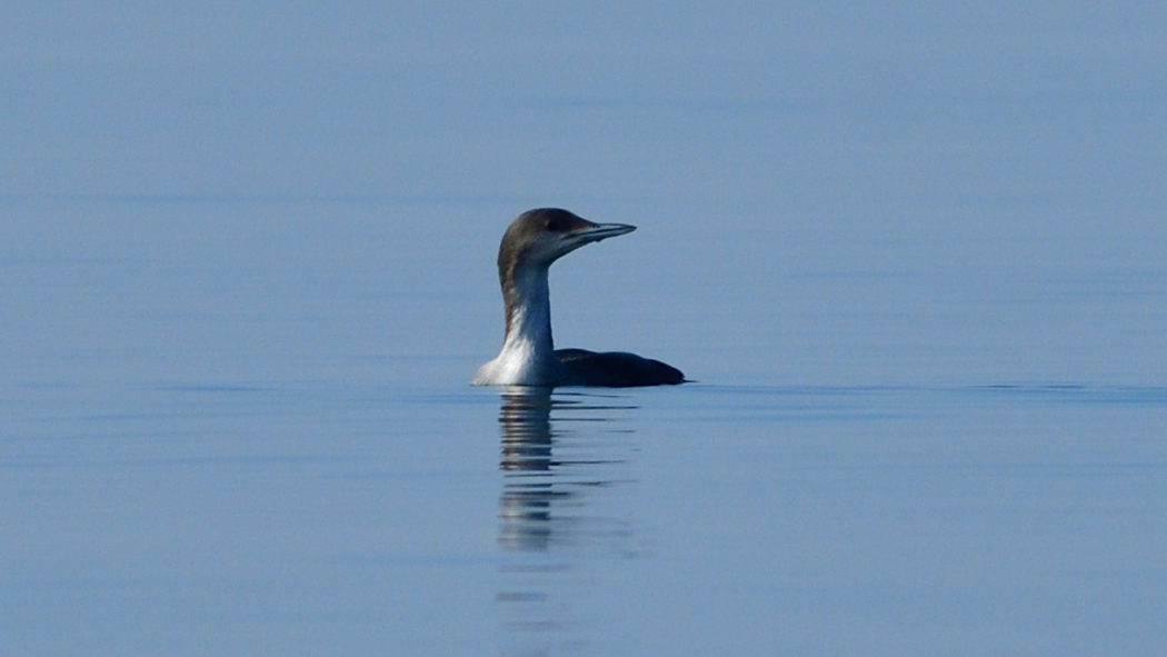 Black-throated Loon