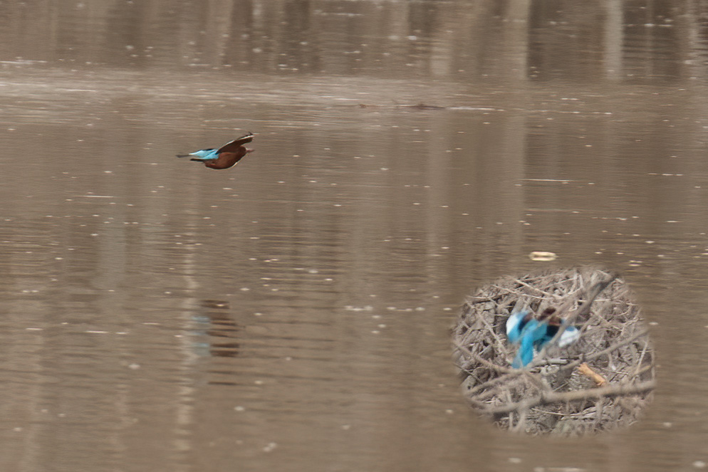 White-throated Kingfisher