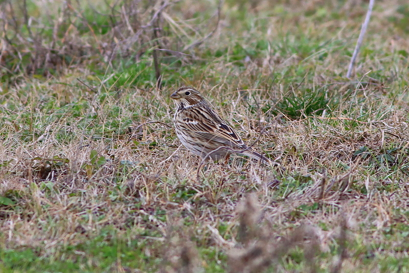 Corn Bunting