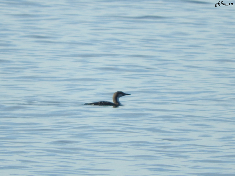 Black-throated Loon