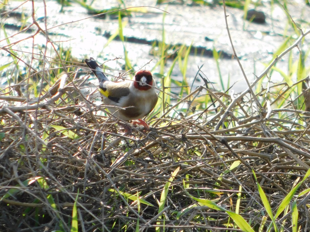 European Goldfinch