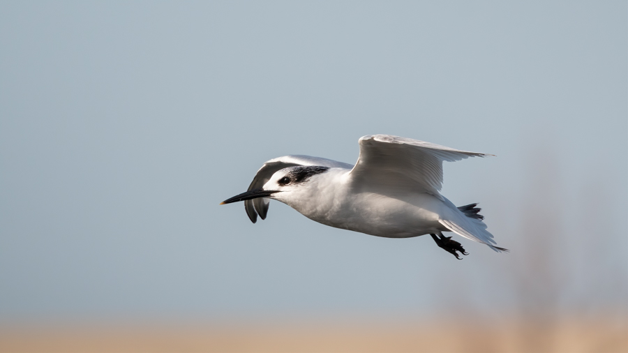 Sandwich Tern