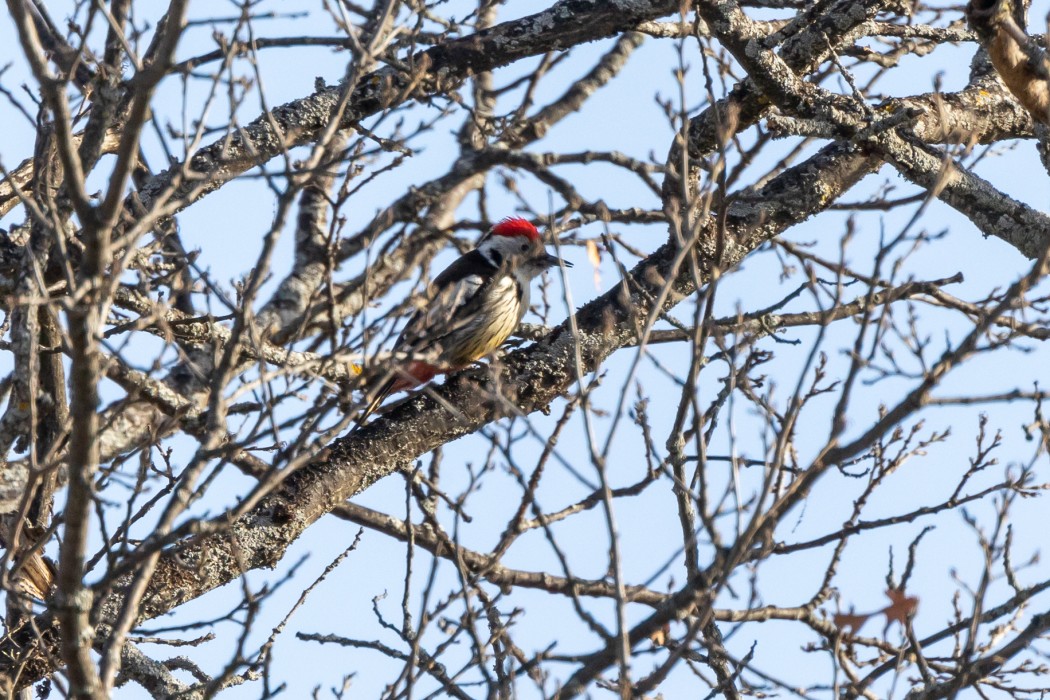Middle Spotted Woodpecker