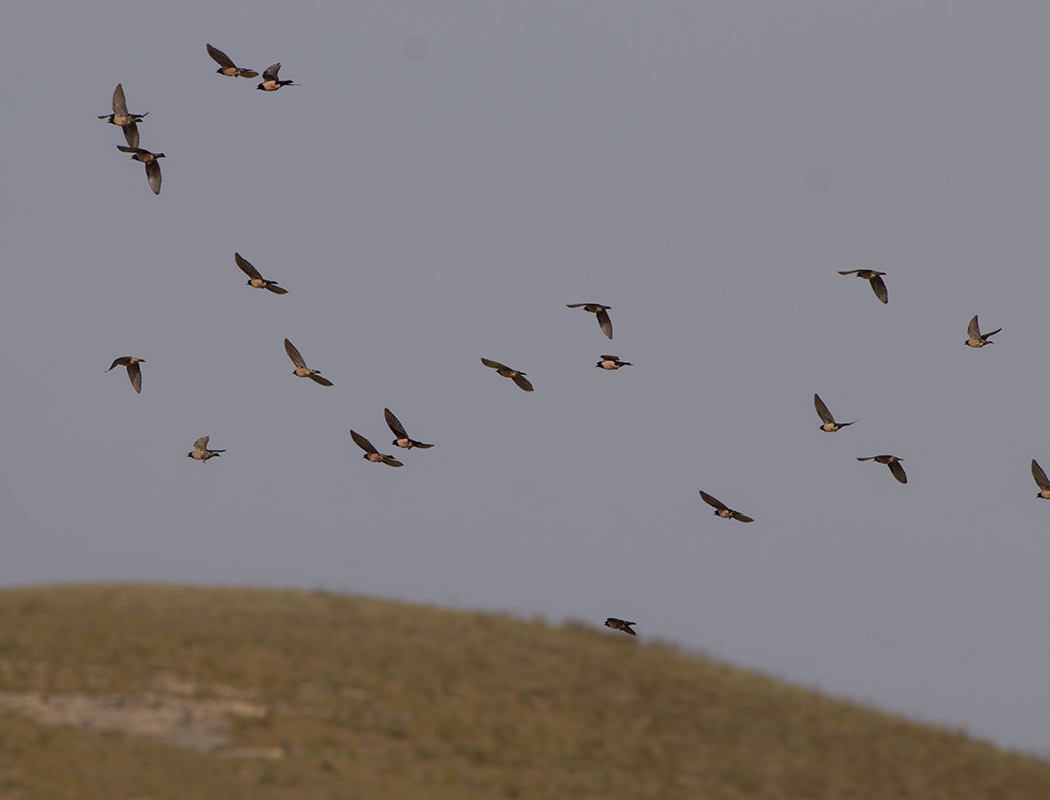 Rosy Starling