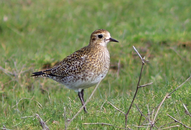 European Golden Plover
