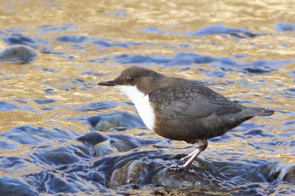 White-throated Dipper