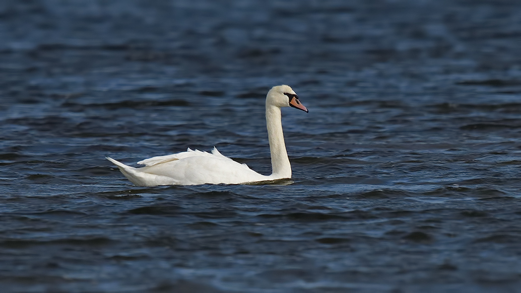Mute Swan