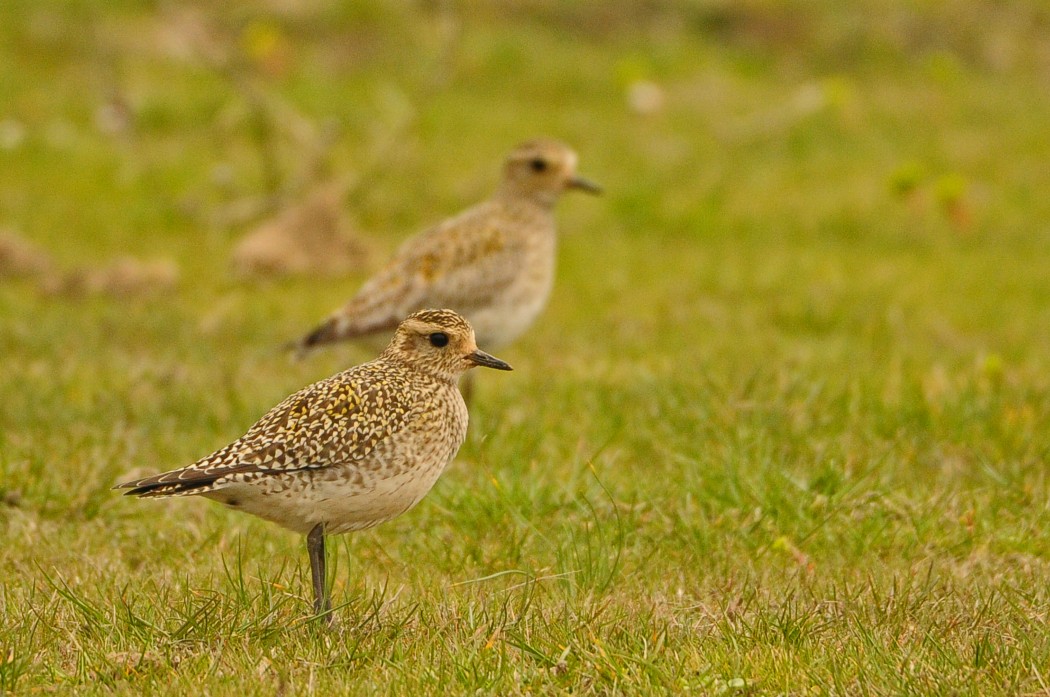 European Golden Plover