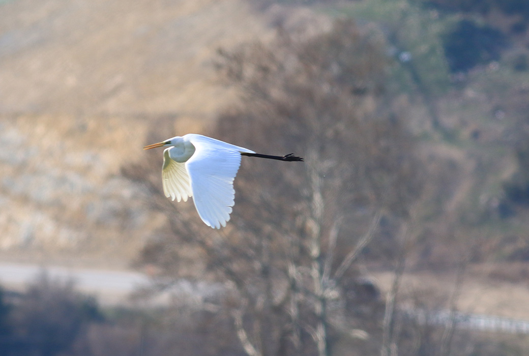Great Egret