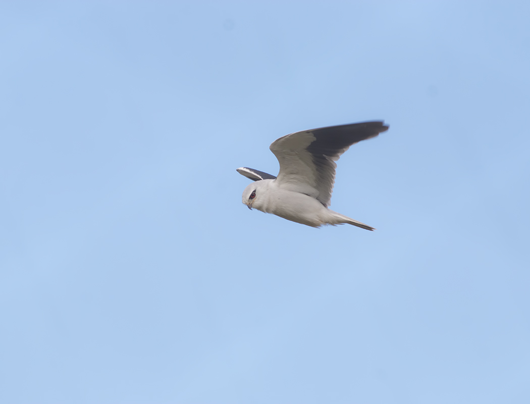 Black-winged Kite